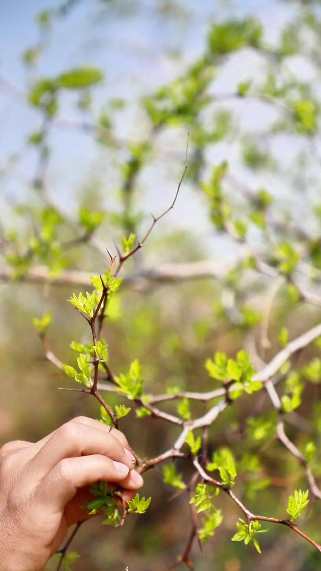 The Incredible Benefits of Jujube Powder The Incredible Benefits of Jujube Powder
