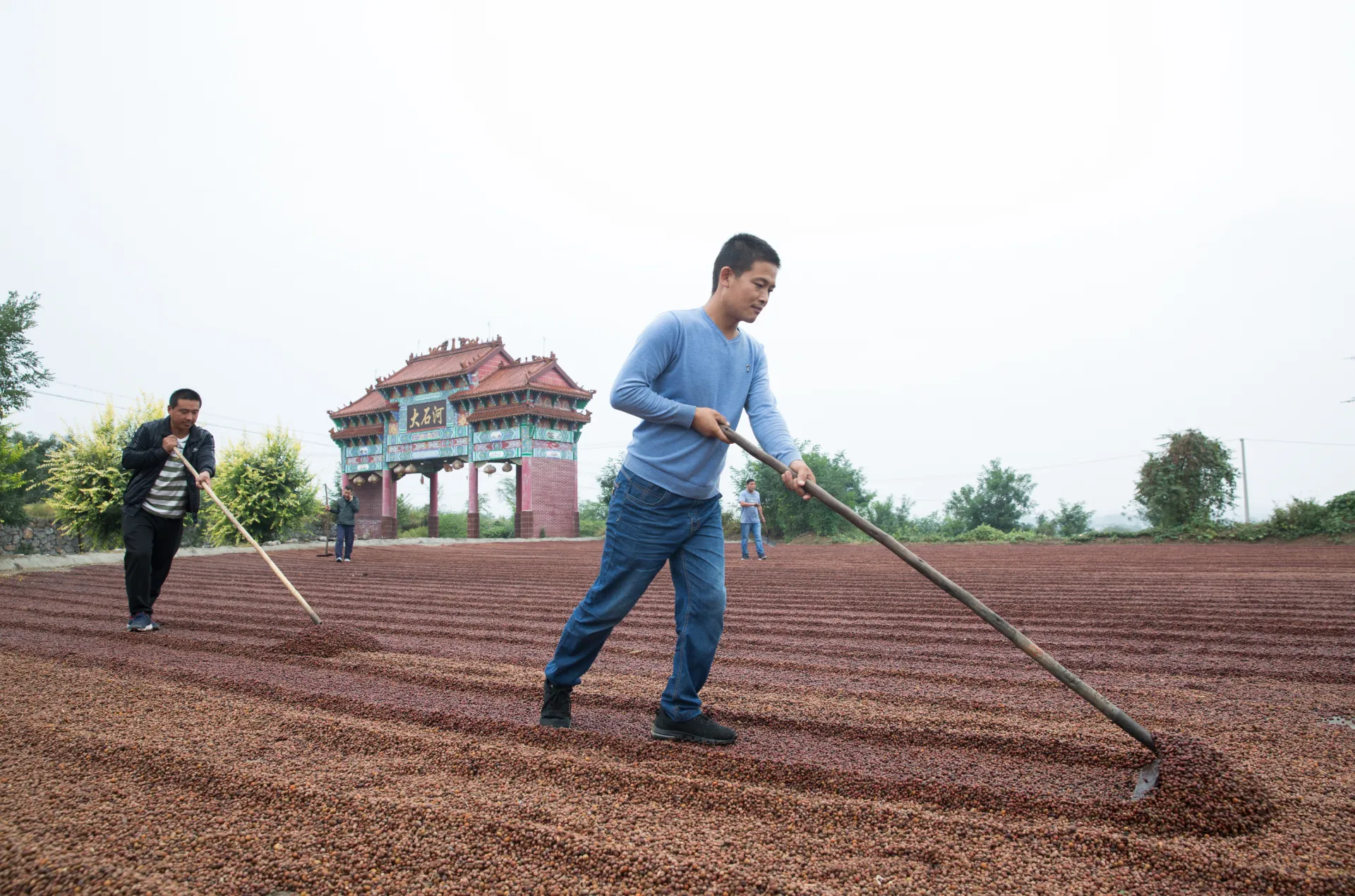 Unveiling the World of Chinese Jujube Herbal Medicine