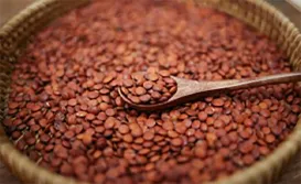 what is jujube tea good for