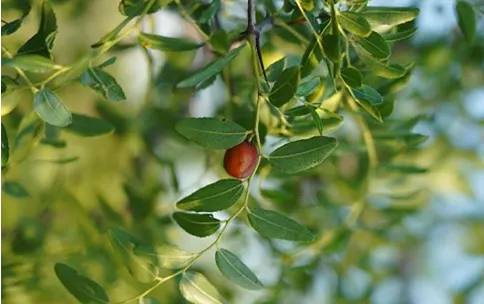 Benefits of Chinese Medicine