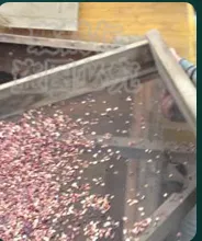 Jujube basicifus seed extract